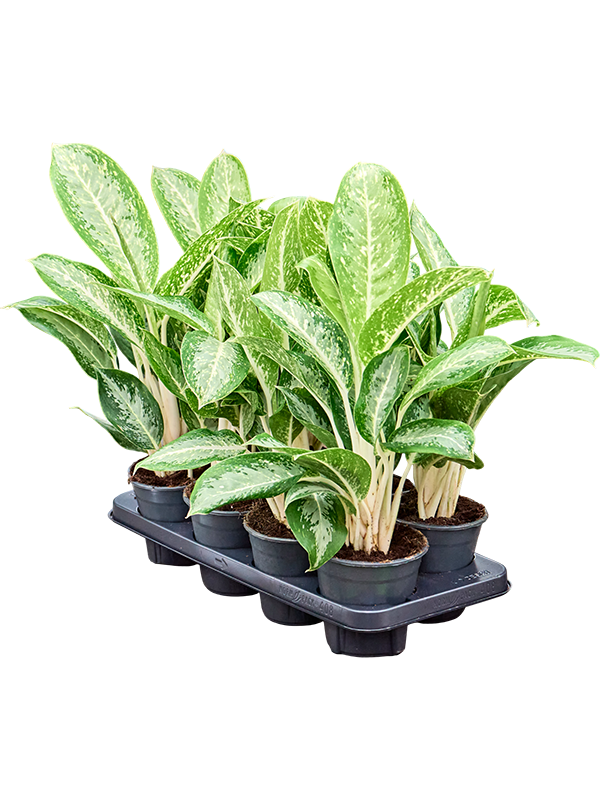 Аглаонема "Anouk" 40/14 (Nieuwkoop Europe) 41698 - фото 103328