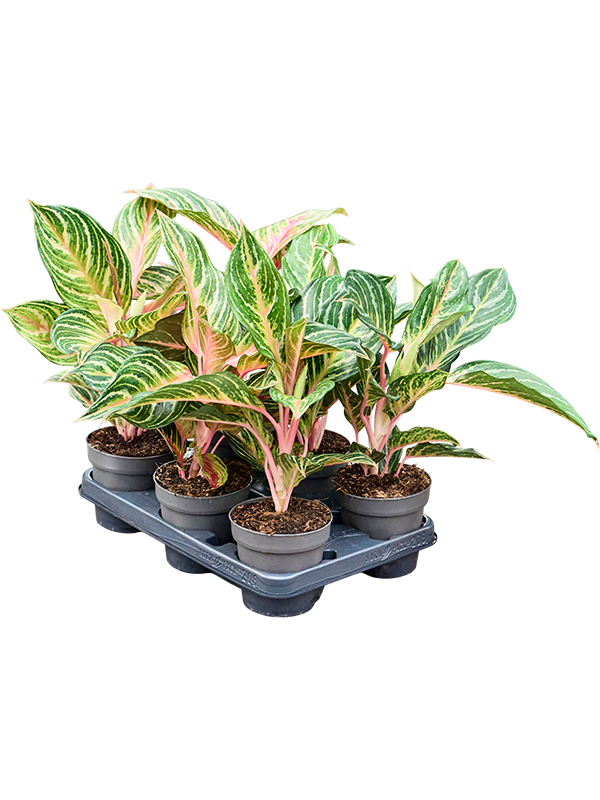 Аглаонема "Dreamcatcher" 35/12 (Nieuwkoop Europe) 41701 - фото 103331