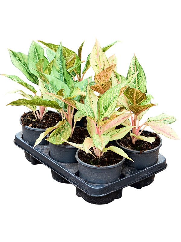 Аглаонема "Lucky" 30/13 (Nieuwkoop Europe) 41706 - фото 103336