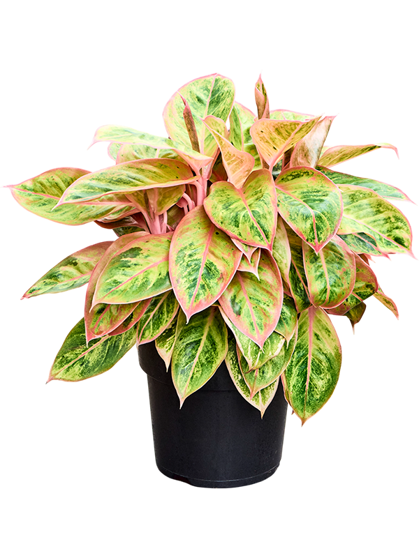 Аглаонема "Salmon Fantasy" 40/19 (Nieuwkoop Europe) 41708 - фото 103338