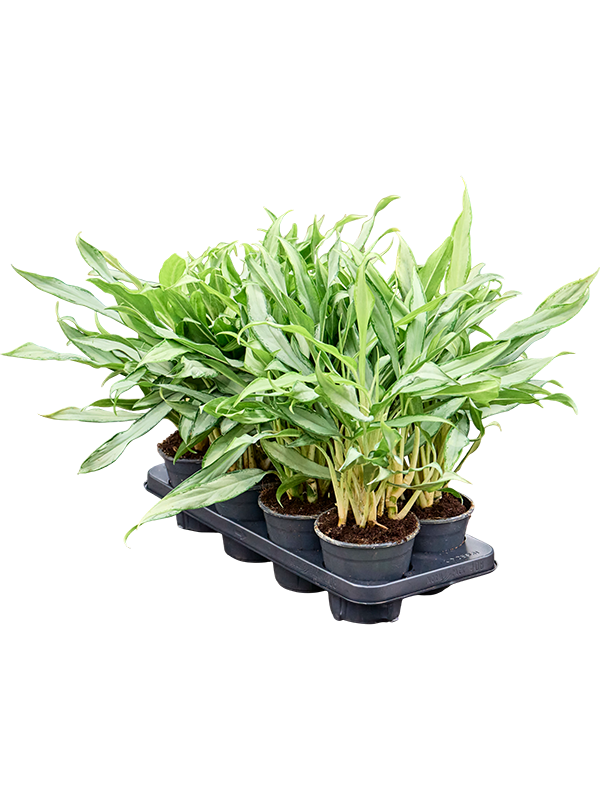 Аглаонема "White Lance" 40/14 (Nieuwkoop Europe) 41711 - фото 103341