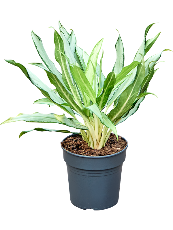 Аглаонема "White Lance" 45/19 (Nieuwkoop Europe) 41712 - фото 103342