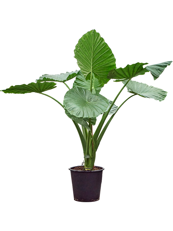Алоказия макрориза (крупнокорневищная) 260/55 (Nieuwkoop Europe) 41723 - фото 103353
