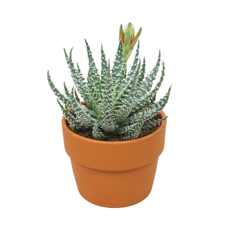 Алоэ приземистое (алоэ хумилис) 26/10 (Nieuwkoop Europe) 41729 - фото 103359