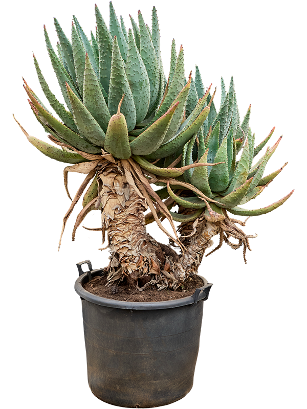 Алоэ Марлота 170/70 (Nieuwkoop Europe) 41731 - фото 103361