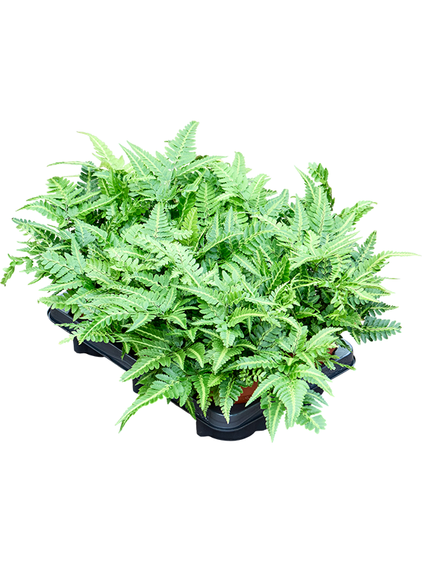 Арахниодес Аристата "Variegata" 35/12 (Nieuwkoop Europe) 41741 - фото 103371