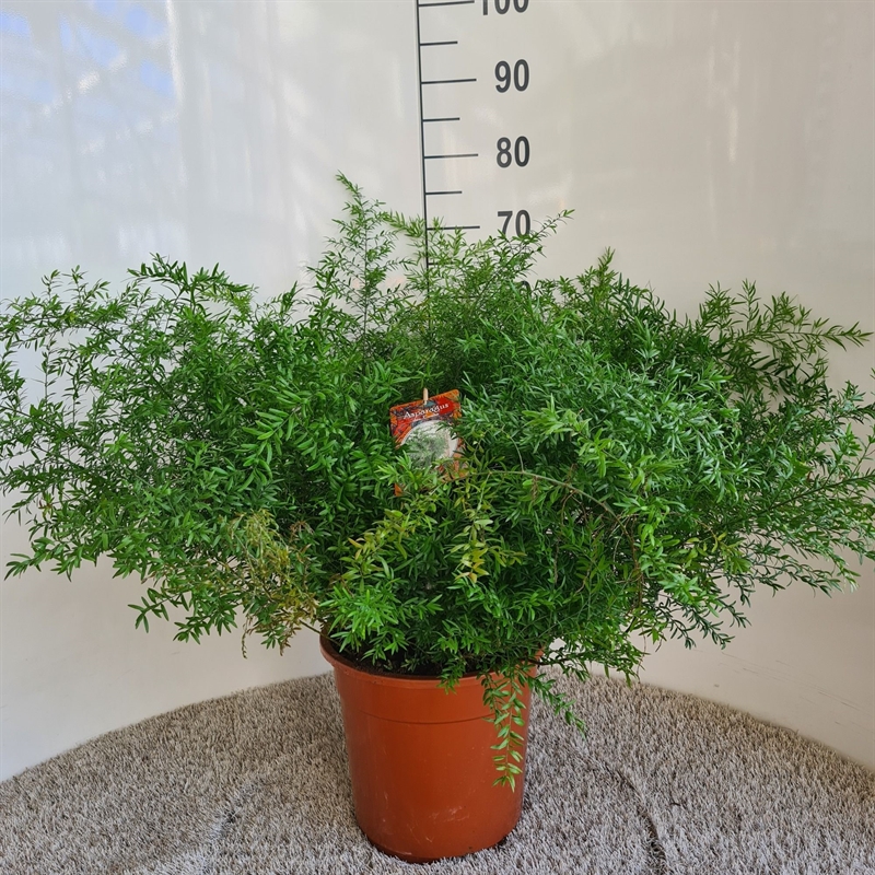 Аспарагус денсифлорус (спаржа густоцветковая) "Cwebe" 65/27 (Nieuwkoop Europe) 41754 - фото 103384