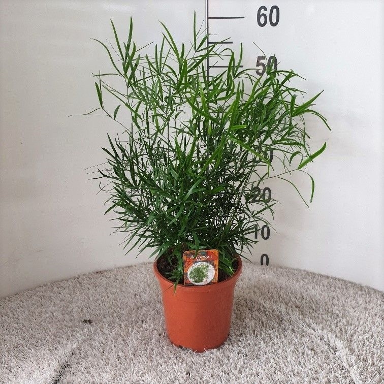 Аспарагус серповидный (спаржа) 50/17 (Nieuwkoop Europe) 41759 - фото 103389