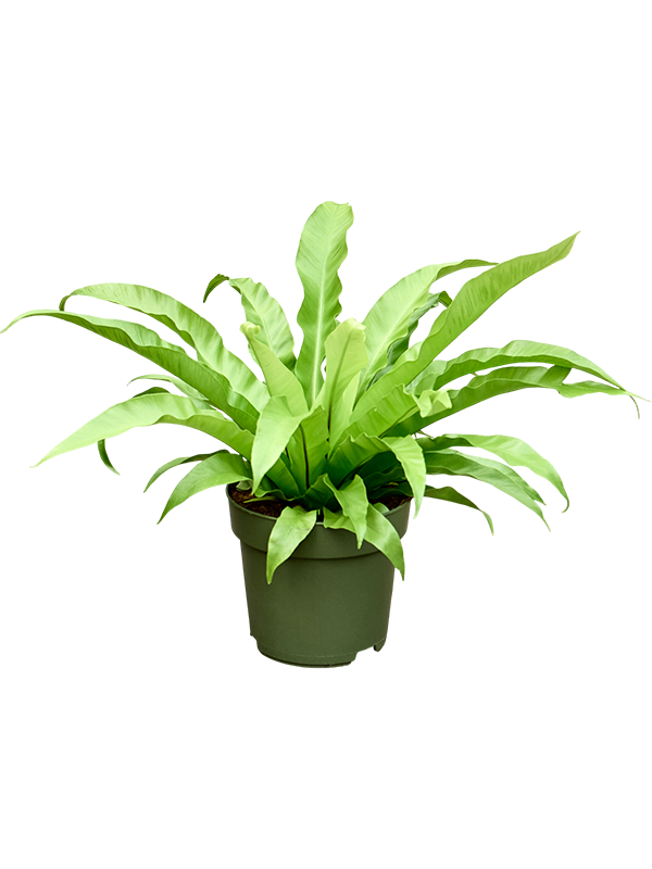 Асплениум антикум (костенец древний) 50/21 (Nieuwkoop Europe) 41769 - фото 103399