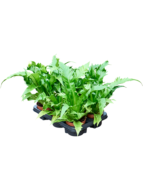 Асплениум антикум (костенец древний) "Gioia" 20/12 (Nieuwkoop Europe) 41770 - фото 103400