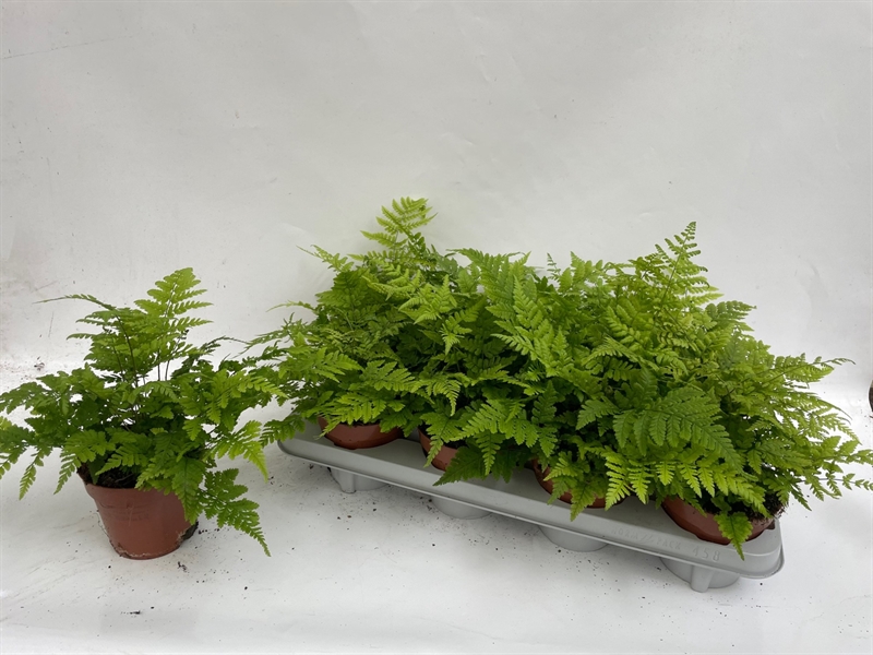 Атириум спикатум (кочедыжник колосистый) 25/12 (Nieuwkoop Europe) 41773 - фото 103403