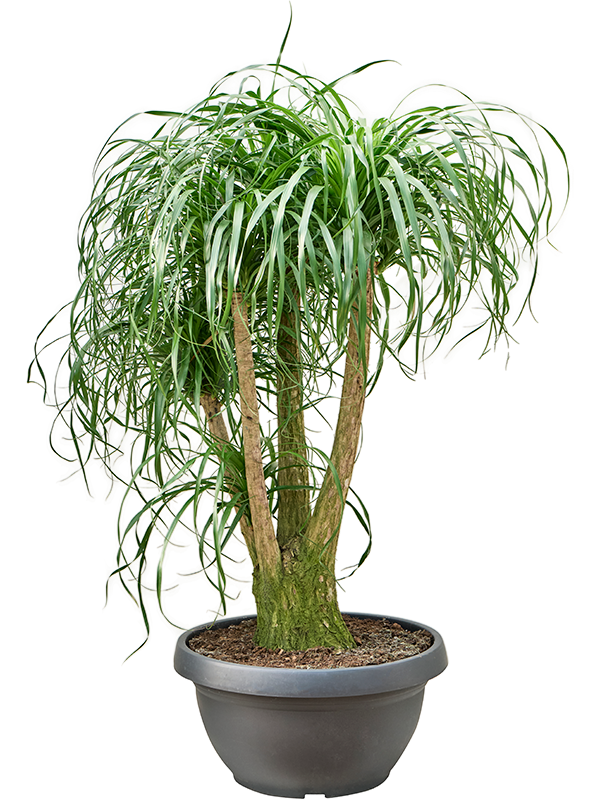 Нолина рекурвата (бокарнея отогнутая) 150/44 (Nieuwkoop Europe) 41776 - фото 103406