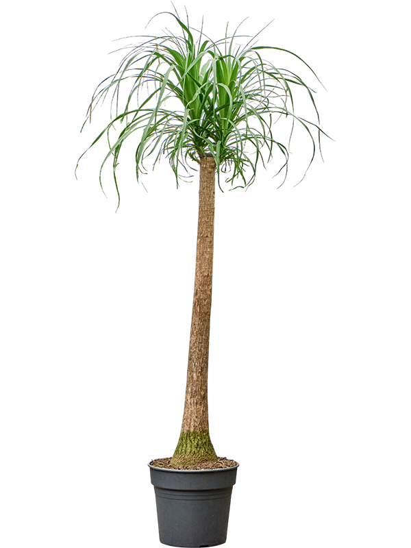 Нолина рекурвата (бокарнея отогнутая) 170/34 (Nieuwkoop Europe) 41779 - фото 103409