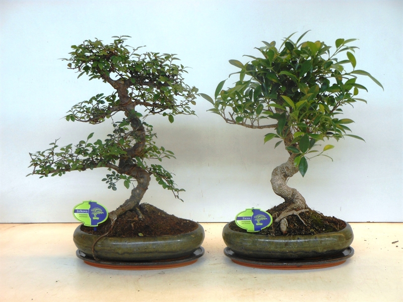 Бонсай 45/29 (Nieuwkoop Europe) 41791 - фото 103421