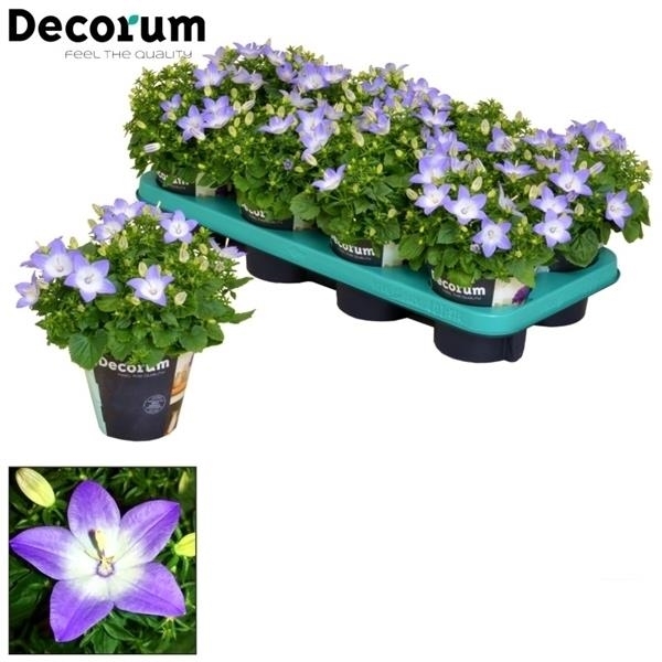 Колокольчик равнолистный berlin bicolor 20/11 (Nieuwkoop Europe) 41802 - фото 103432