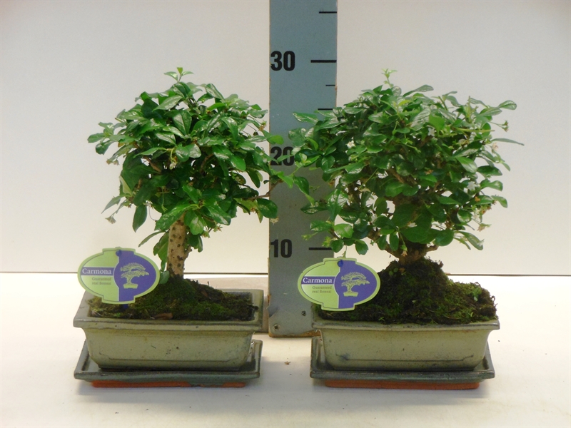 Кармона мелколистная Бонсай 30/20 (Nieuwkoop Europe) 41808 - фото 103583