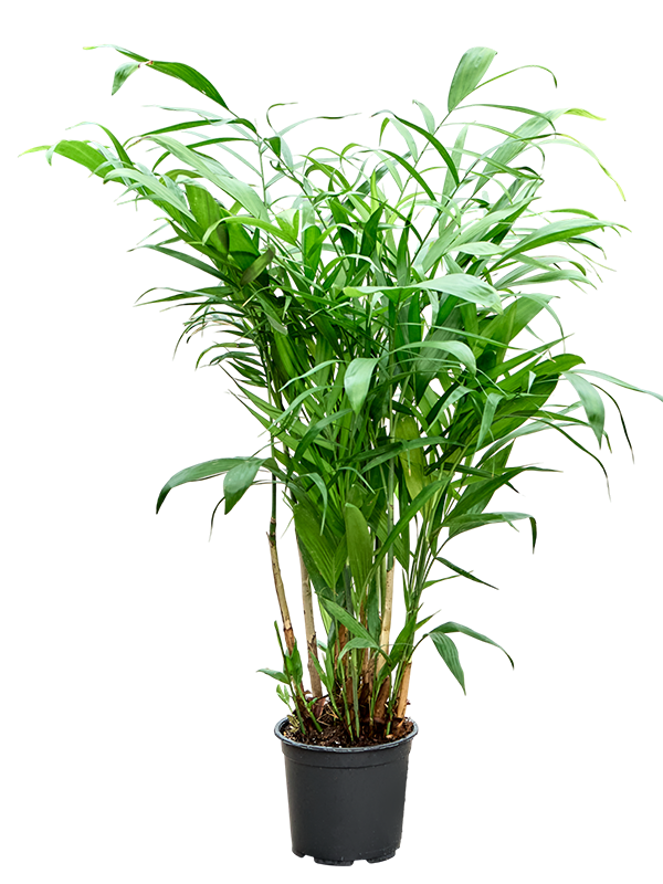 Хамедорея 85/19 (Nieuwkoop Europe) 41813 - фото 103588