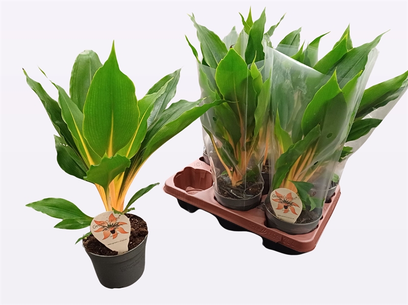 Хлорофитум 40/12 (Nieuwkoop Europe) 41814 - фото 103589