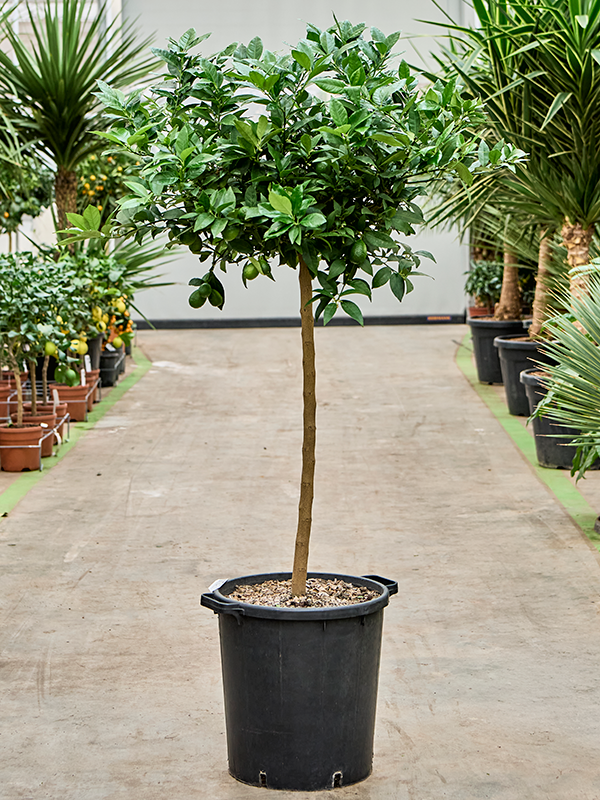 Лаймовое дерево "Limequat" 150/38 (Nieuwkoop Europe) 41816 - фото 103591