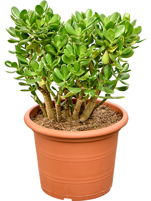 Крассула овата (толстянка овальная) 45/30 (Nieuwkoop Europe) 41831 - фото 103606