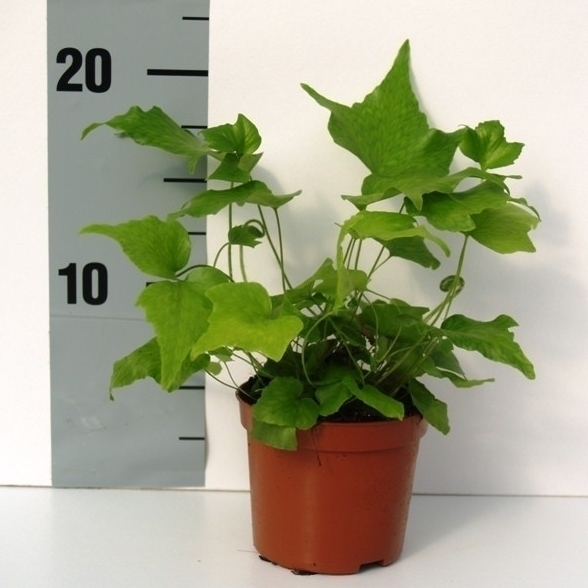 Циртомиум серповидный 20/8 (Nieuwkoop Europe) 41839 - фото 103614