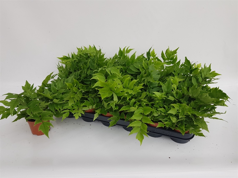 Циртомиум Форчуна "Clivicola" 20/8 (Nieuwkoop Europe) 41840 - фото 103615