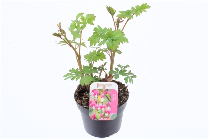 Дицентра великолепная розовая 20/13 (Nieuwkoop Europe) 41855 - фото 103630