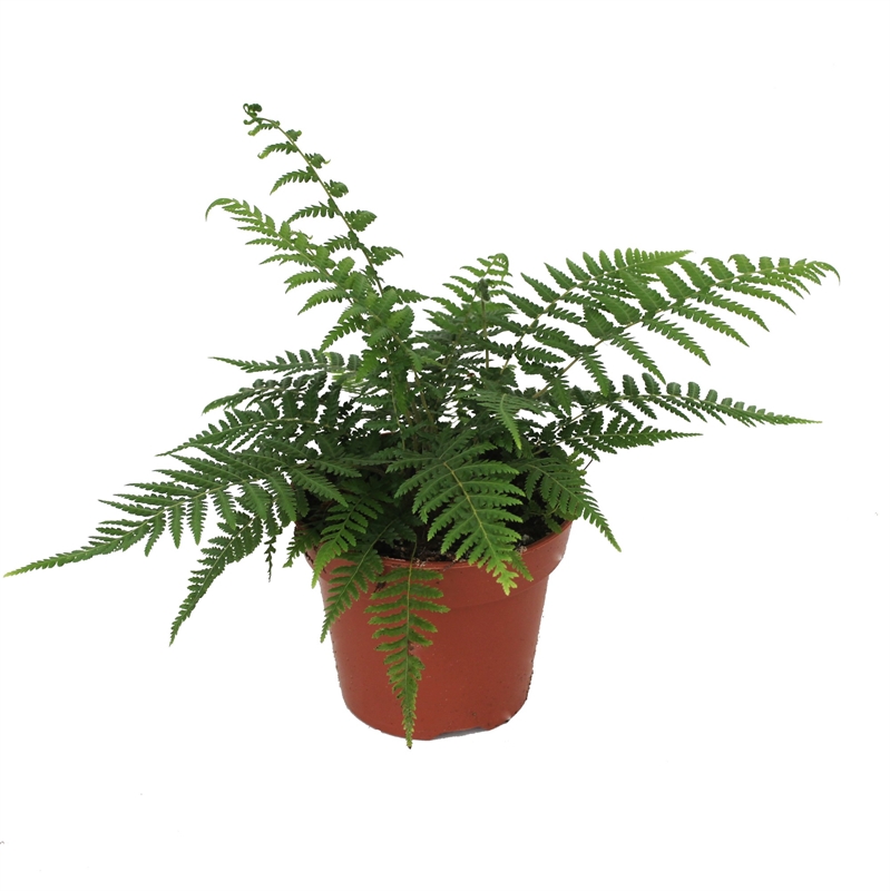 Диксония антарктическая 35/17 (Nieuwkoop Europe) 41856 - фото 103631