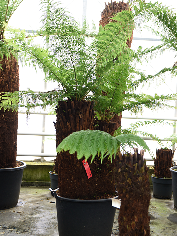 Диксония антарктическая 225/64 (Nieuwkoop Europe) 41862 - фото 103637