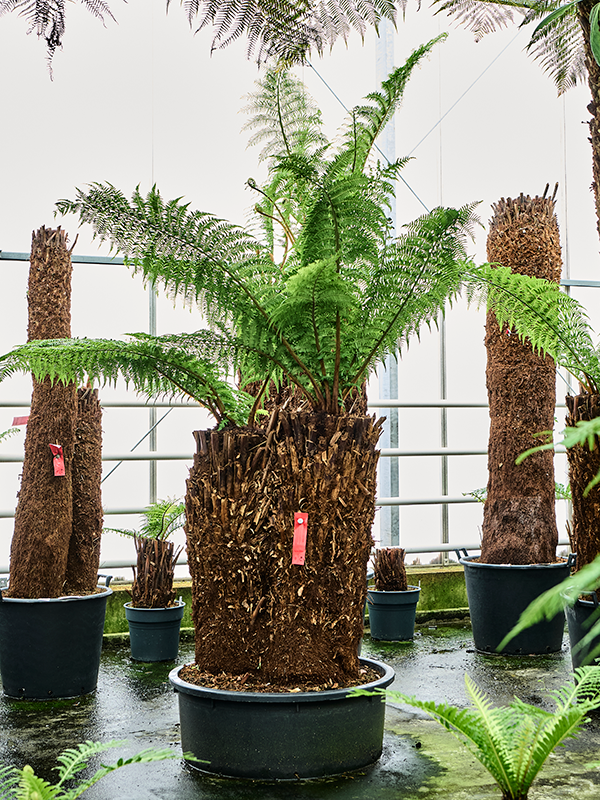 Диксония антарктическая 240/88 (Nieuwkoop Europe) 41863 - фото 103638