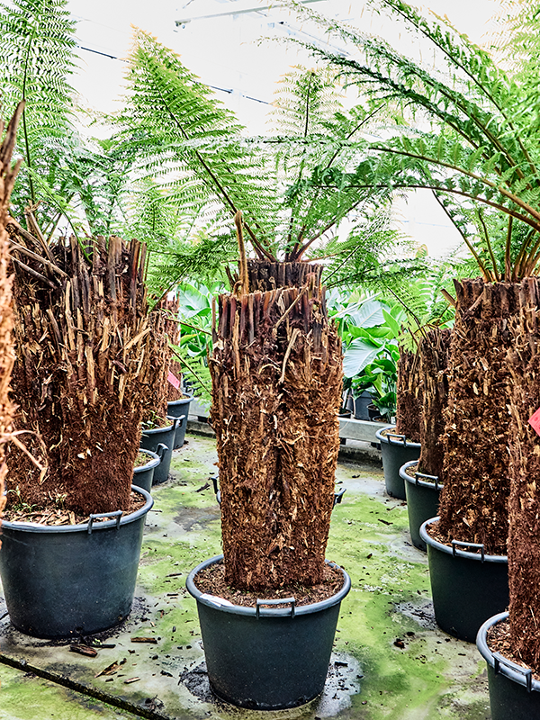 Диксония антарктическая 180/50 (Nieuwkoop Europe) 41865 - фото 103640