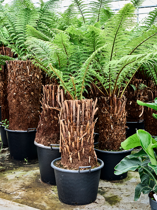 Диксония антарктическая 200/50 (Nieuwkoop Europe) 41874 - фото 103649