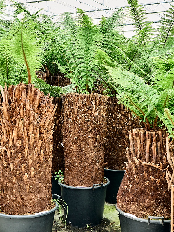 Диксония антарктическая 210/60 (Nieuwkoop Europe) 41876 - фото 103651