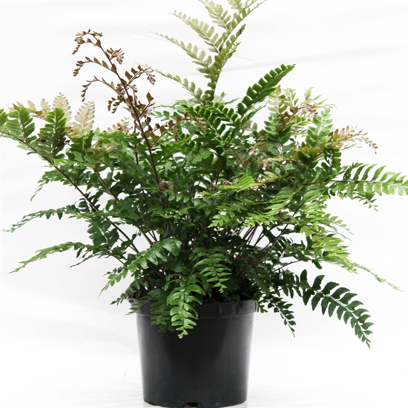 Дидимохлена 60/24 (Nieuwkoop Europe) 41879 - фото 103654