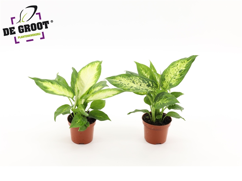 Диффенбахия mix 25/9 (Nieuwkoop Europe) 41885 - фото 103660