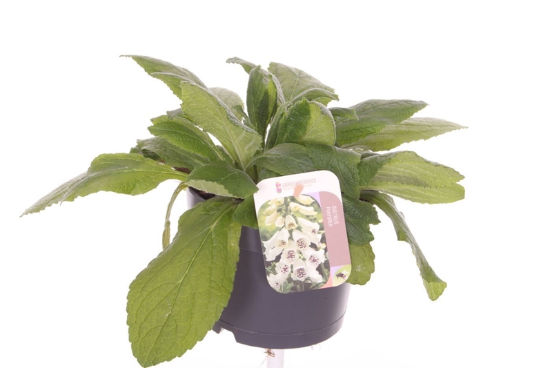 Наперстянка пурпурная белая 25/17 (Nieuwkoop Europe) 41889 - фото 103664