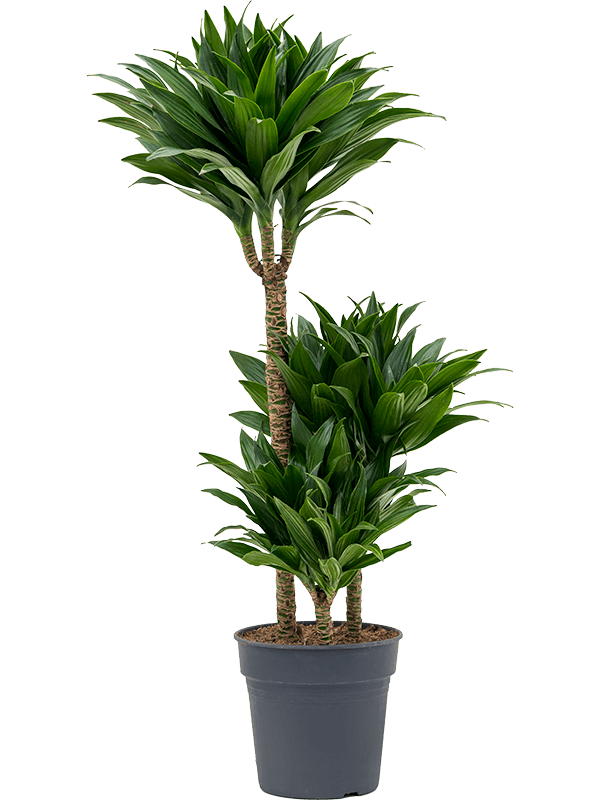 Драцена душистая (фрагранс) "Compacta" 100/21 (Nieuwkoop Europe) 41902 - фото 103677