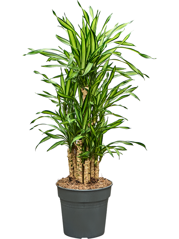 Драцена душистая (фрагранс) "Riki" 120/27 (Nieuwkoop Europe) 41905 - фото 103680
