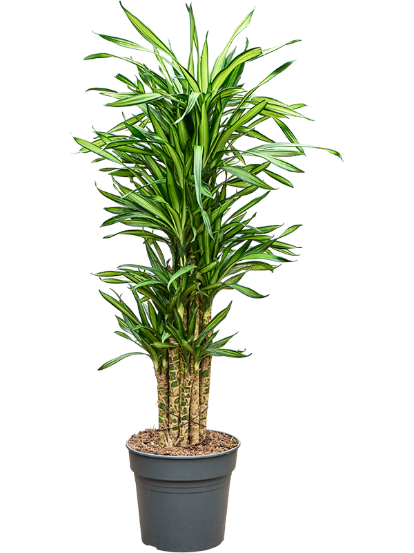 Драцена душистая (фрагранс) "Riki" 140/30 (Nieuwkoop Europe) 41906 - фото 103681