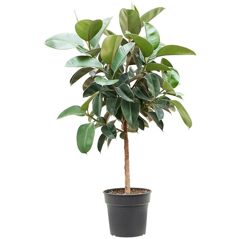 Фикус элас.Робуста штамб 30/140 (GL) 41927 - фото 103749