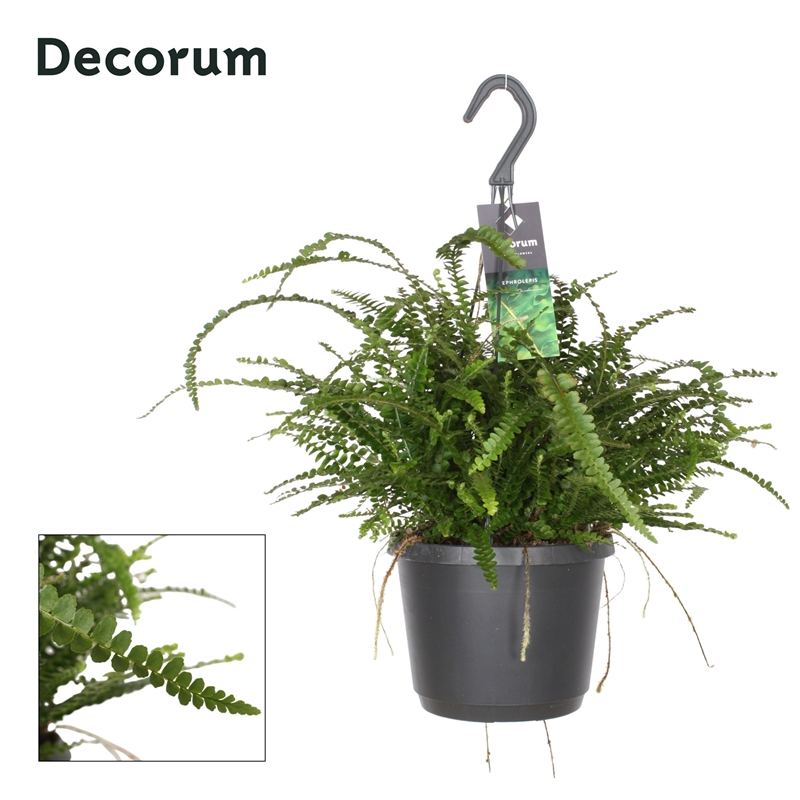 Нефролепис сердцелистный "Даффи" подвесной (Nieuwkoop Europe) 41932 - фото 103764