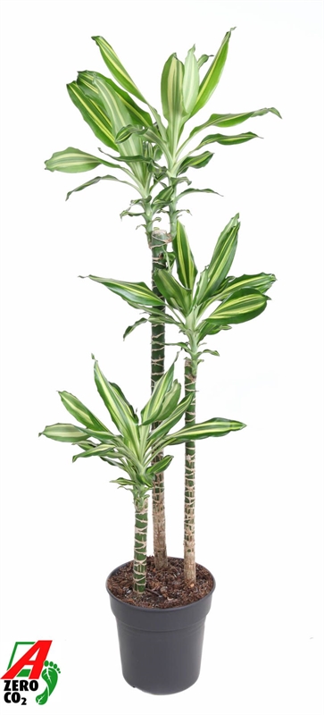 Драцена Сильвер Дрим 140/24 (Nieuwkoop Europe) 41936 - фото 103768