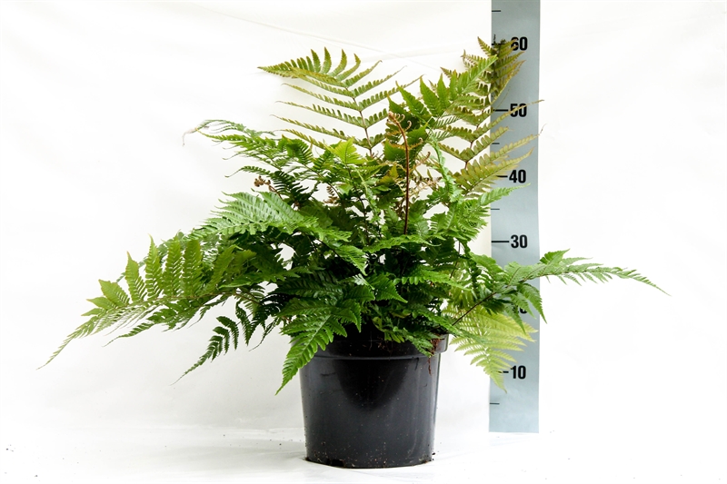 Щитовник красносорусовый 45/24 (Nieuwkoop Europe) 41940 - фото 103772