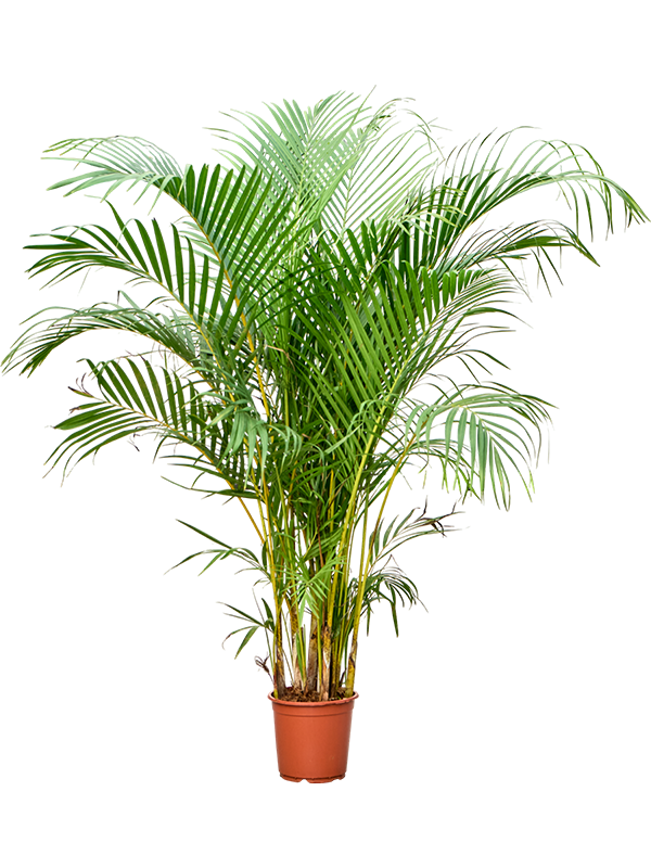 Арека хризалидокарпус (дипсис желтоватый) 130/21 (Nieuwkoop Europe) 41941 - фото 103773