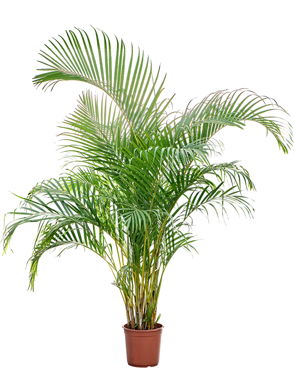 Арека хризалидокарпус (дипсис желтоватый) 160/24 (Nieuwkoop Europe) 41942 - фото 103774