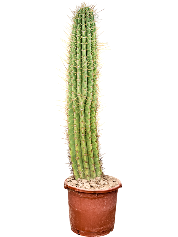 Эхинопсис атакамский "Pasacana" 170/40 (Nieuwkoop Europe) 42002 - фото 103834