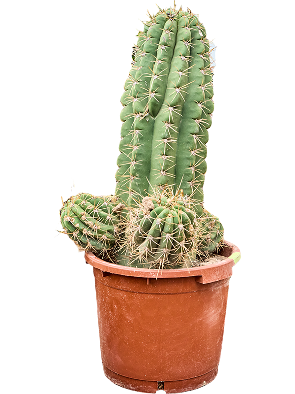 Эхинопсис атакамский "Pasacana" 110/40 (Nieuwkoop Europe) 42003 - фото 103835