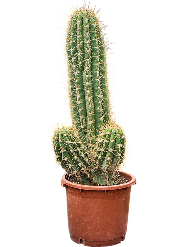 Эхинопсис атакамский "Pasacana" 120/40 (Nieuwkoop Europe) 42004 - фото 103836