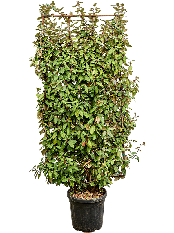 Лох Эббинга "Compacta" 240/40 (Nieuwkoop Europe) 42005 - фото 103837