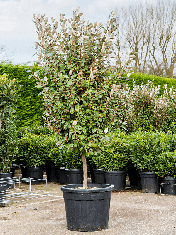 Лох Эббинга 160/45 (Nieuwkoop Europe) 42006 - фото 103838